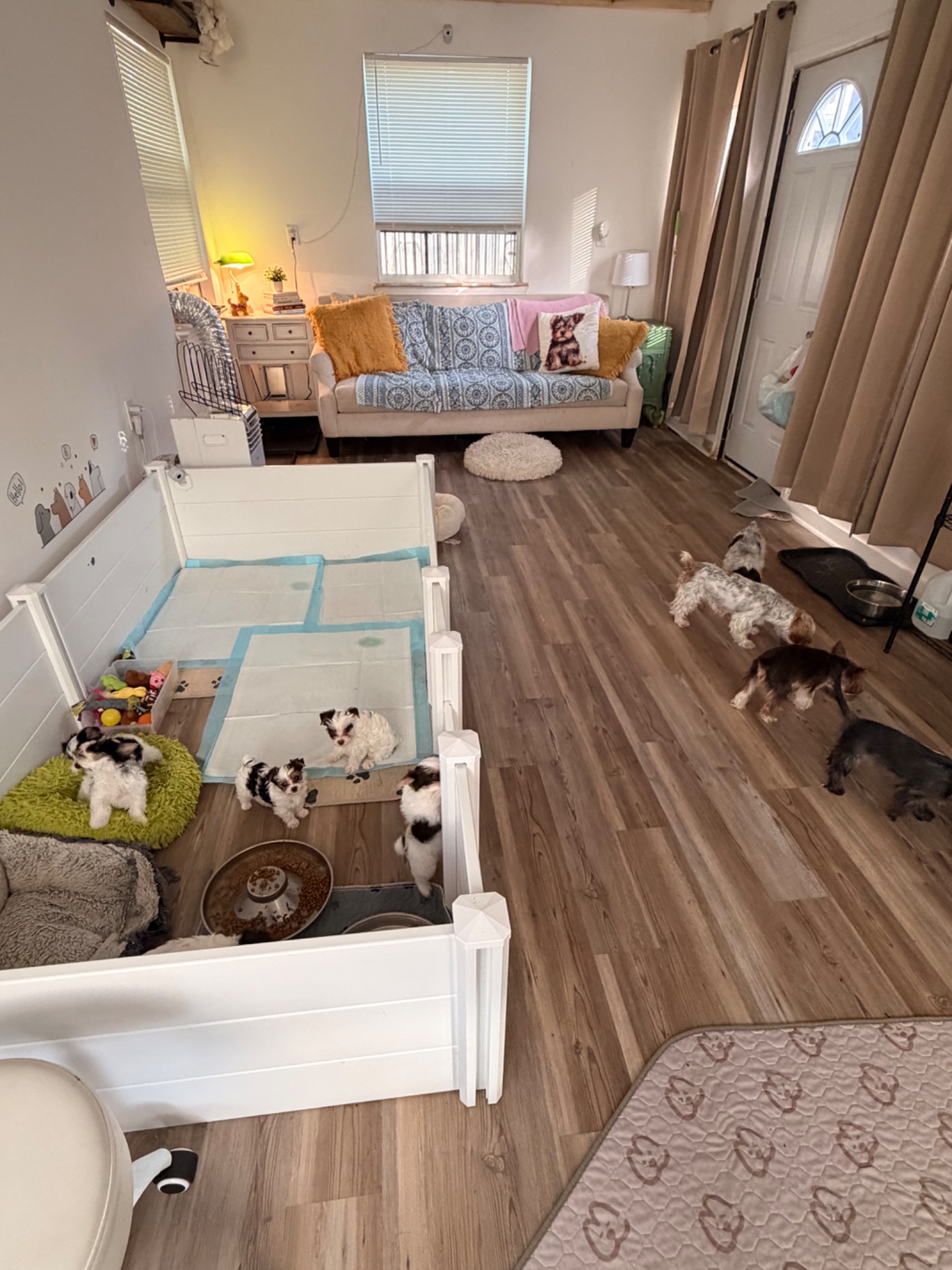 Yorktown Yorkies sharing the doghouse family room beside the puppy nursery