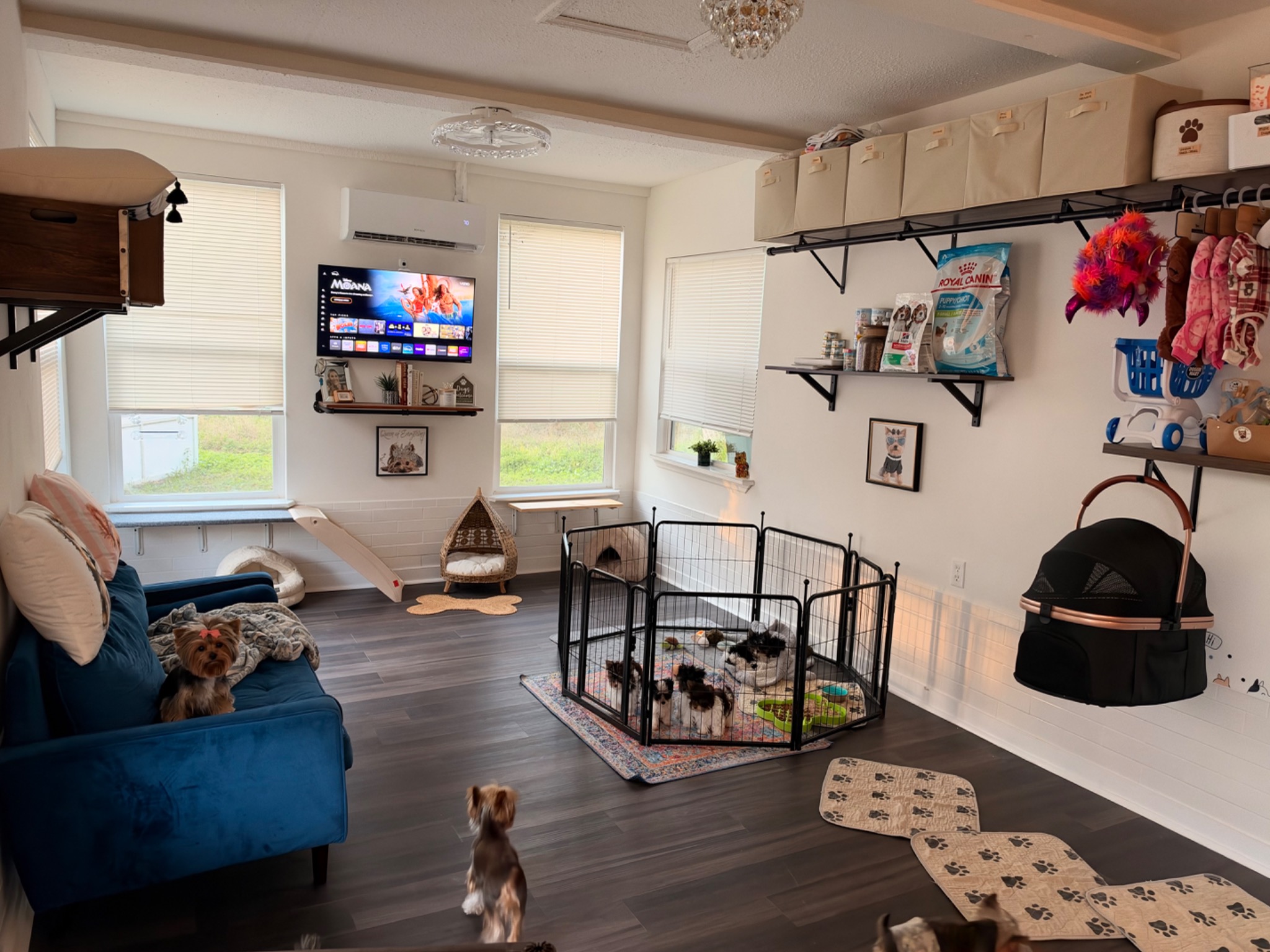 The refreshed Yorktown Doghouse with a blue sofa, puppy playpen, cozy beds, and organized care supplies
