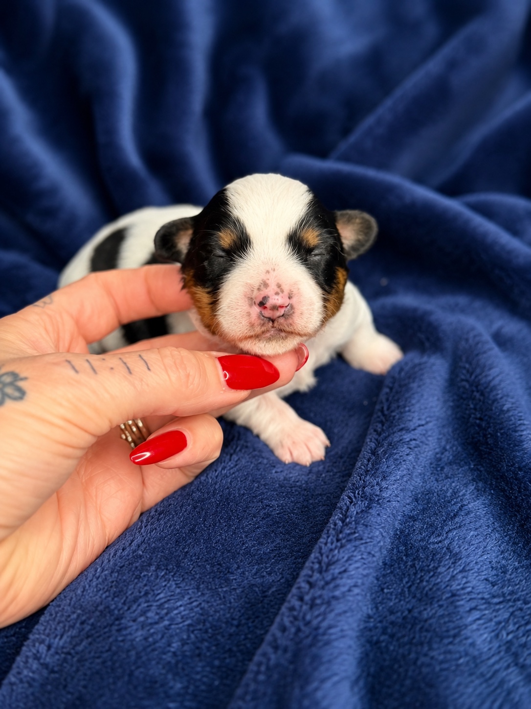 Lucky, black, white & tan parti Yorkshire Terrier puppy — photo 11 of 13