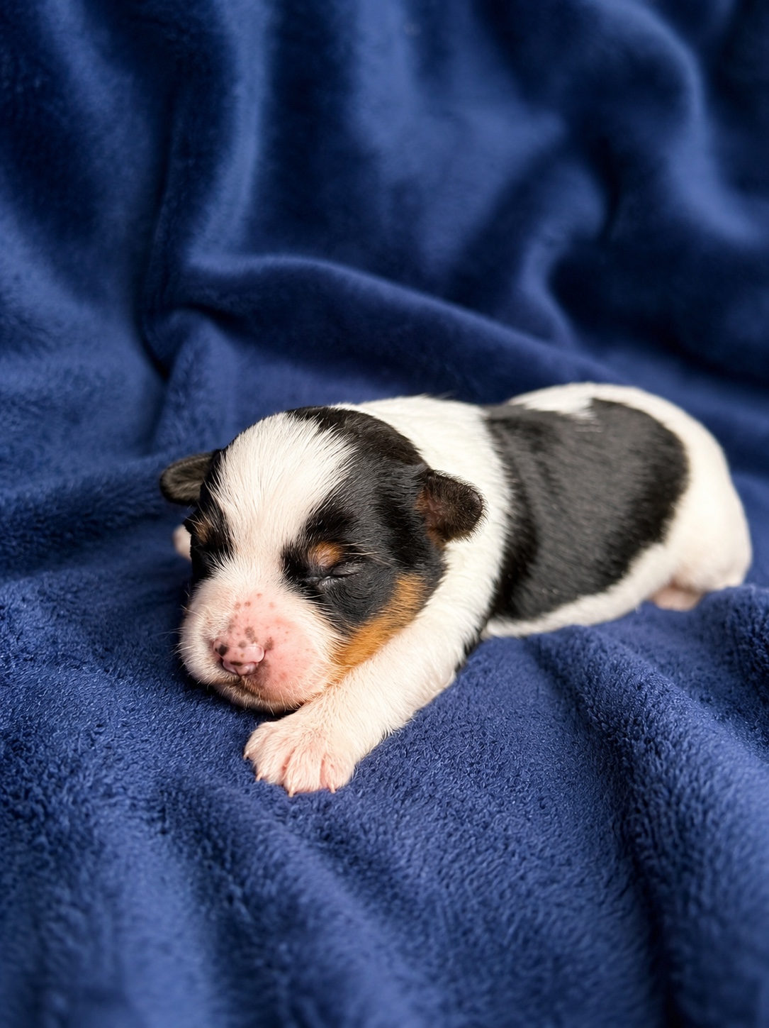 Lucky, black, white & tan parti Yorkshire Terrier puppy — photo 13 of 13