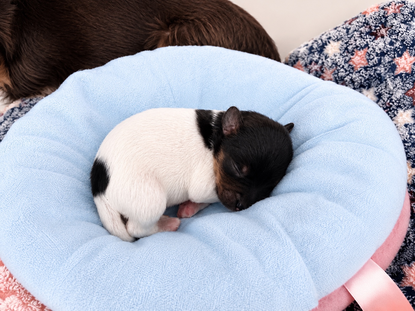 Oogie, black & white parti Yorkshire Terrier puppy — photo 9 of 9