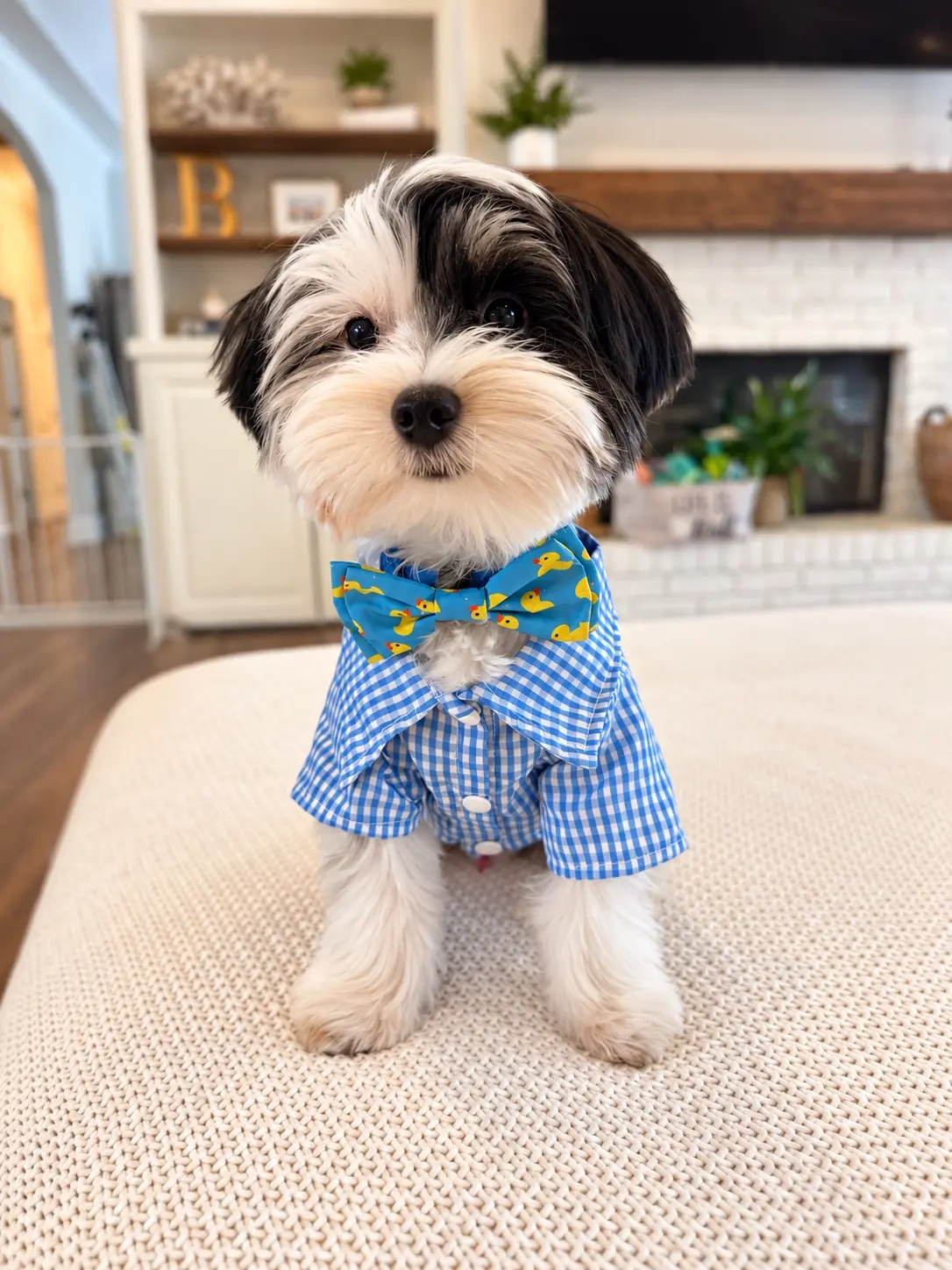 A black-and-white Yorkie from Penny and Puffer's previous litter wearing a blue bow tie