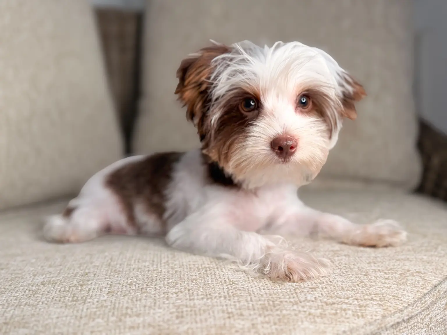 A chocolate-and-white parti Yorkie puppy from Penny and Puffer's previous litter resting on a couch
