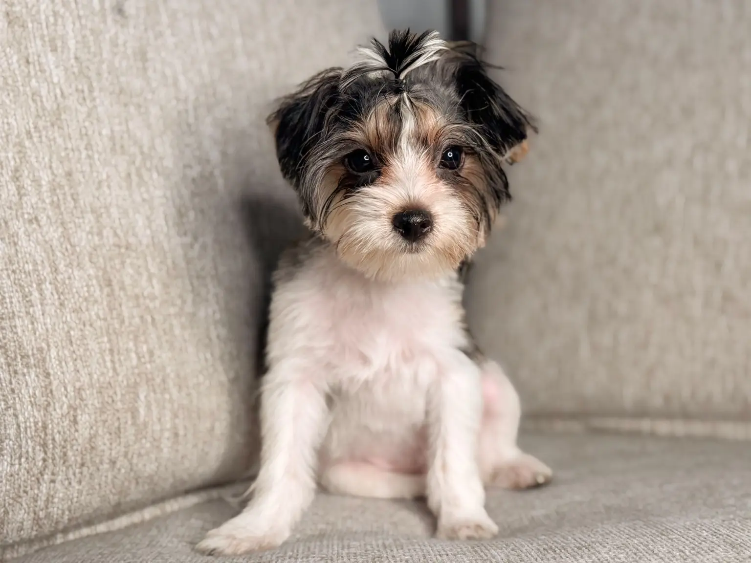 A tricolor parti Yorkie puppy from Penny and Puffer's previous litter sitting on a couch