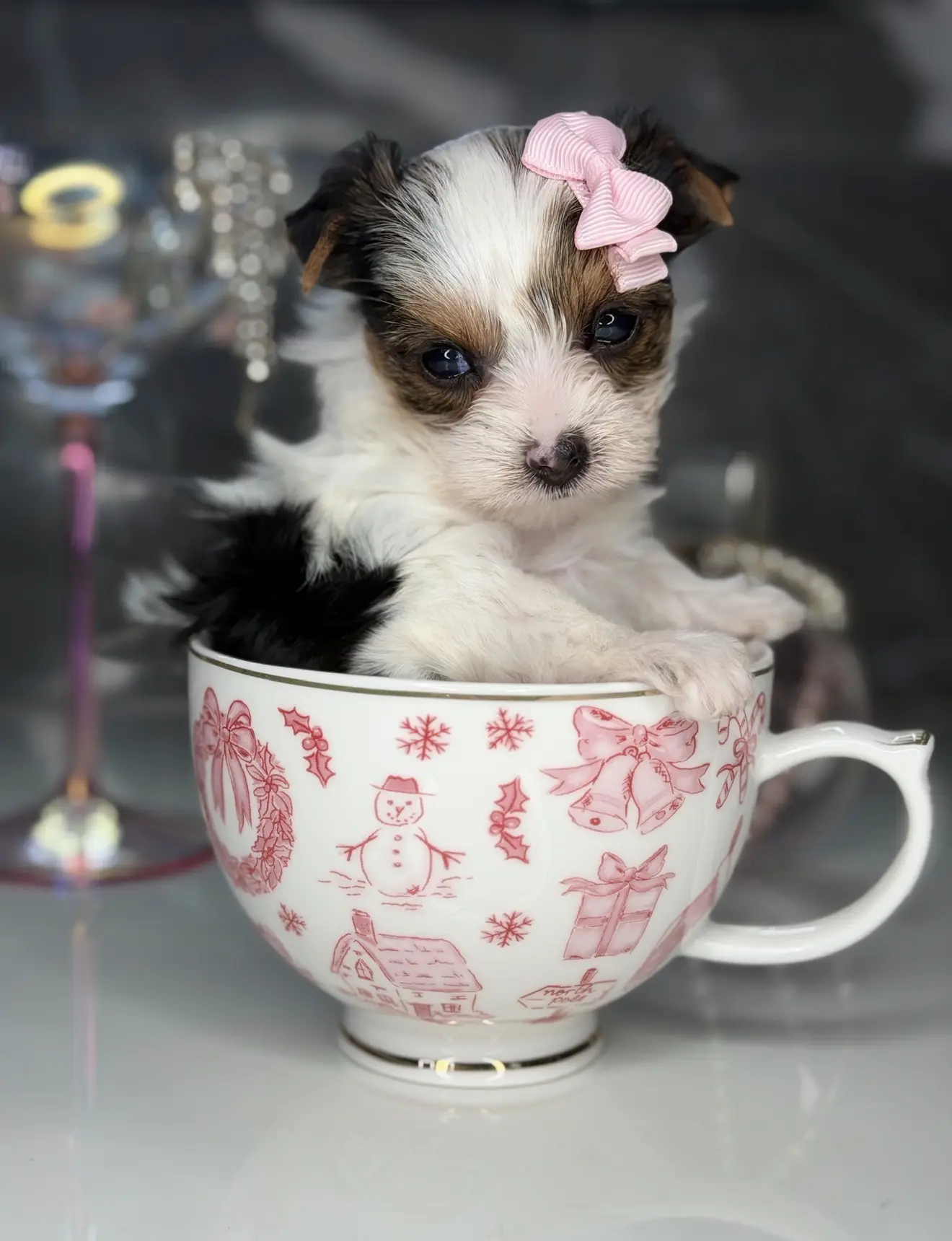 A tricolor parti Yorkie puppy from Penny and Puffer's previous litter sitting in a decorative teacup