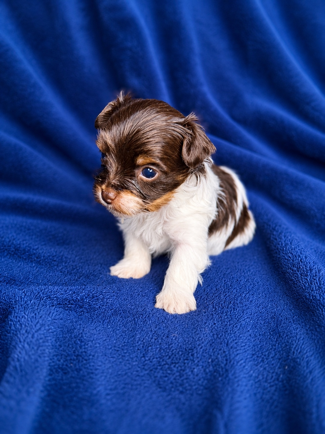 Pumpkin, brown & white parti Yorkshire Terrier puppy — photo 8 of 14