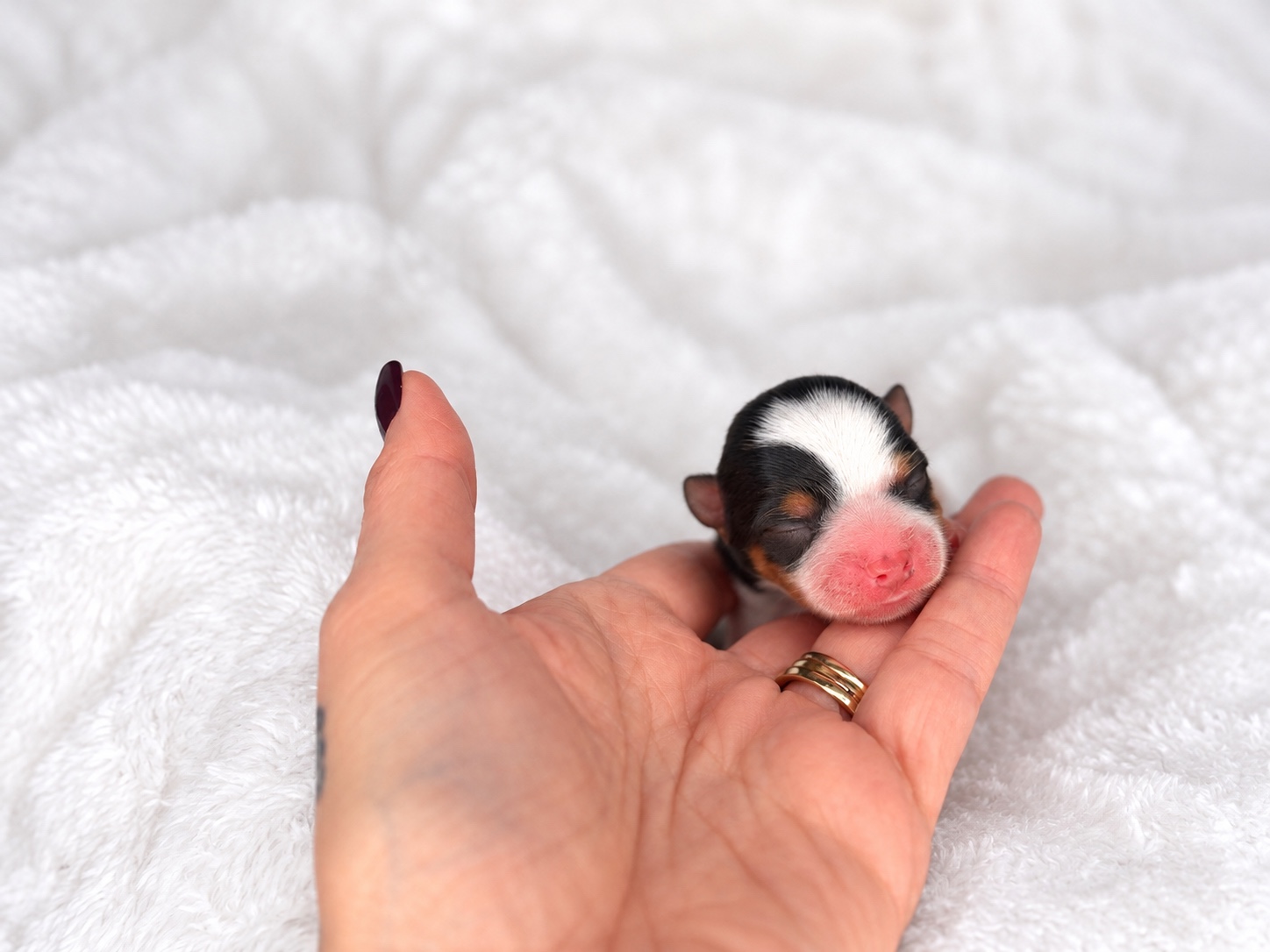 Darwin, a tricolored parti yorkie Yorkshire Terrier puppy
