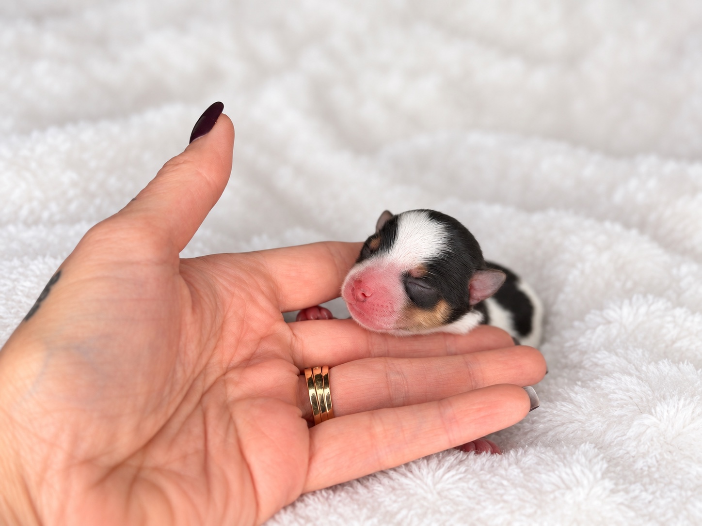 Darwin, tricolored parti yorkie Yorkshire Terrier puppy — photo 2 of 3