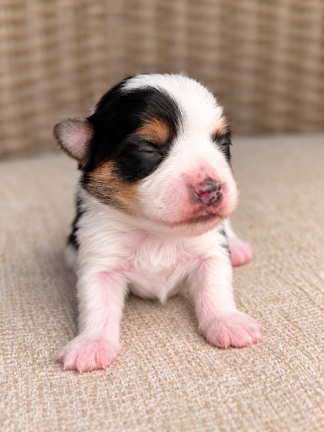 Darwin, a Tricolored Parti Yorkie raised by Yorktown Yorkies near Jacksonville, Florida