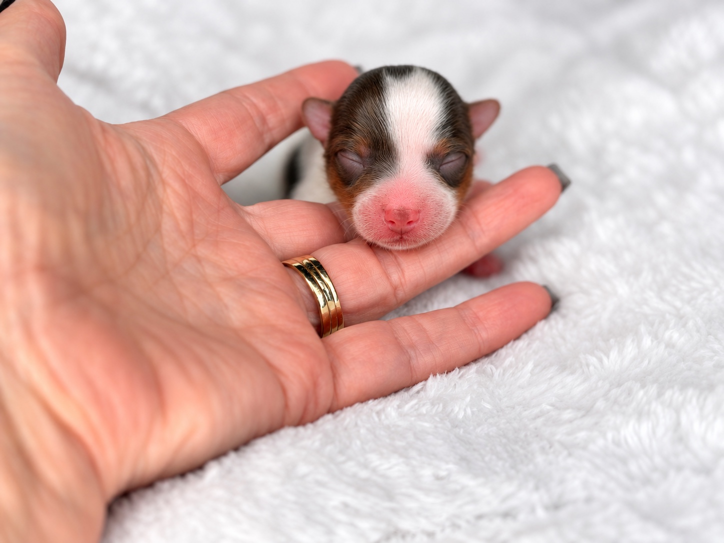 Jasper, a chocolate parti yorkie Yorkshire Terrier puppy