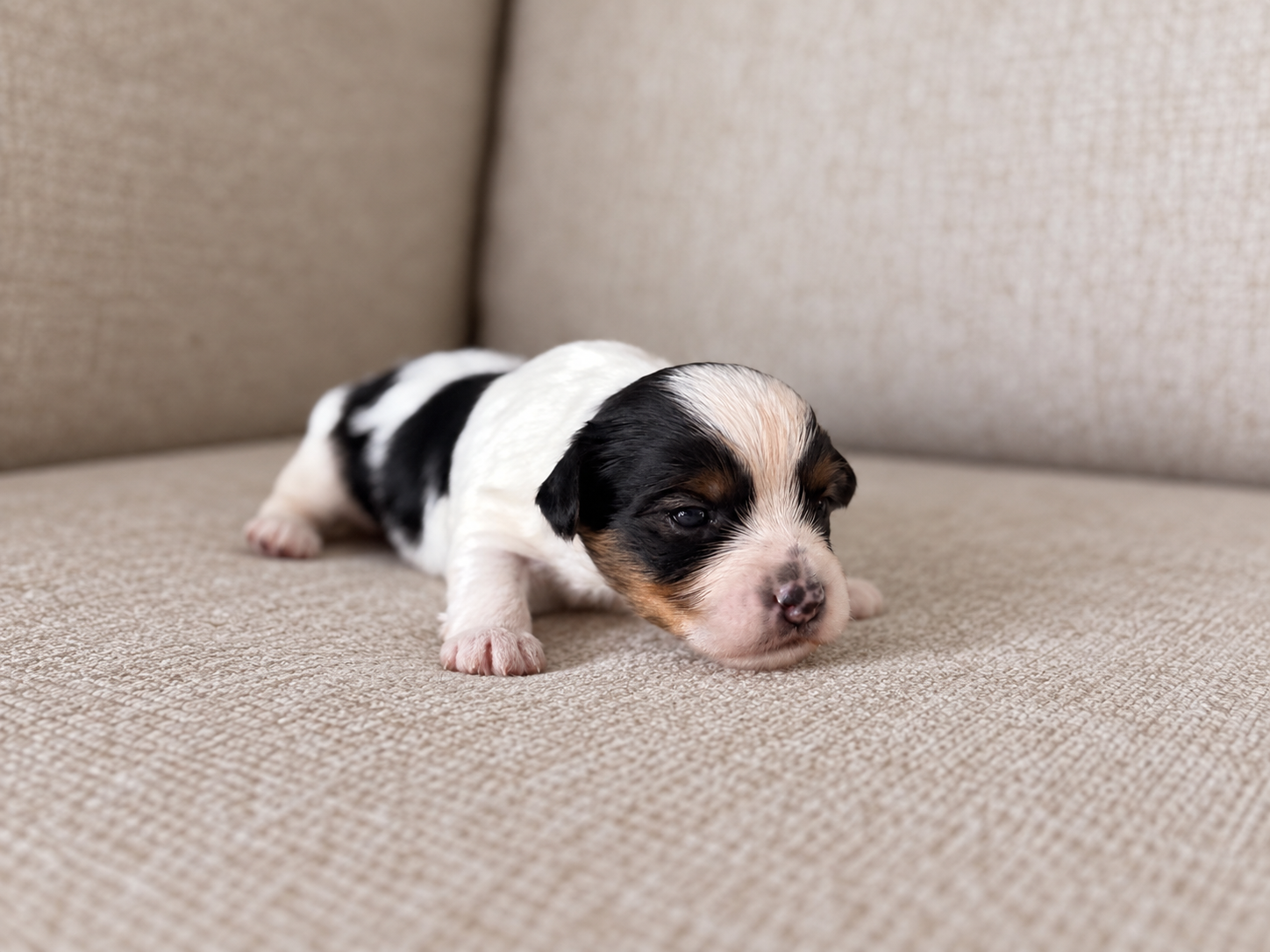 Lucky, a black, white & tan parti Yorkshire Terrier puppy