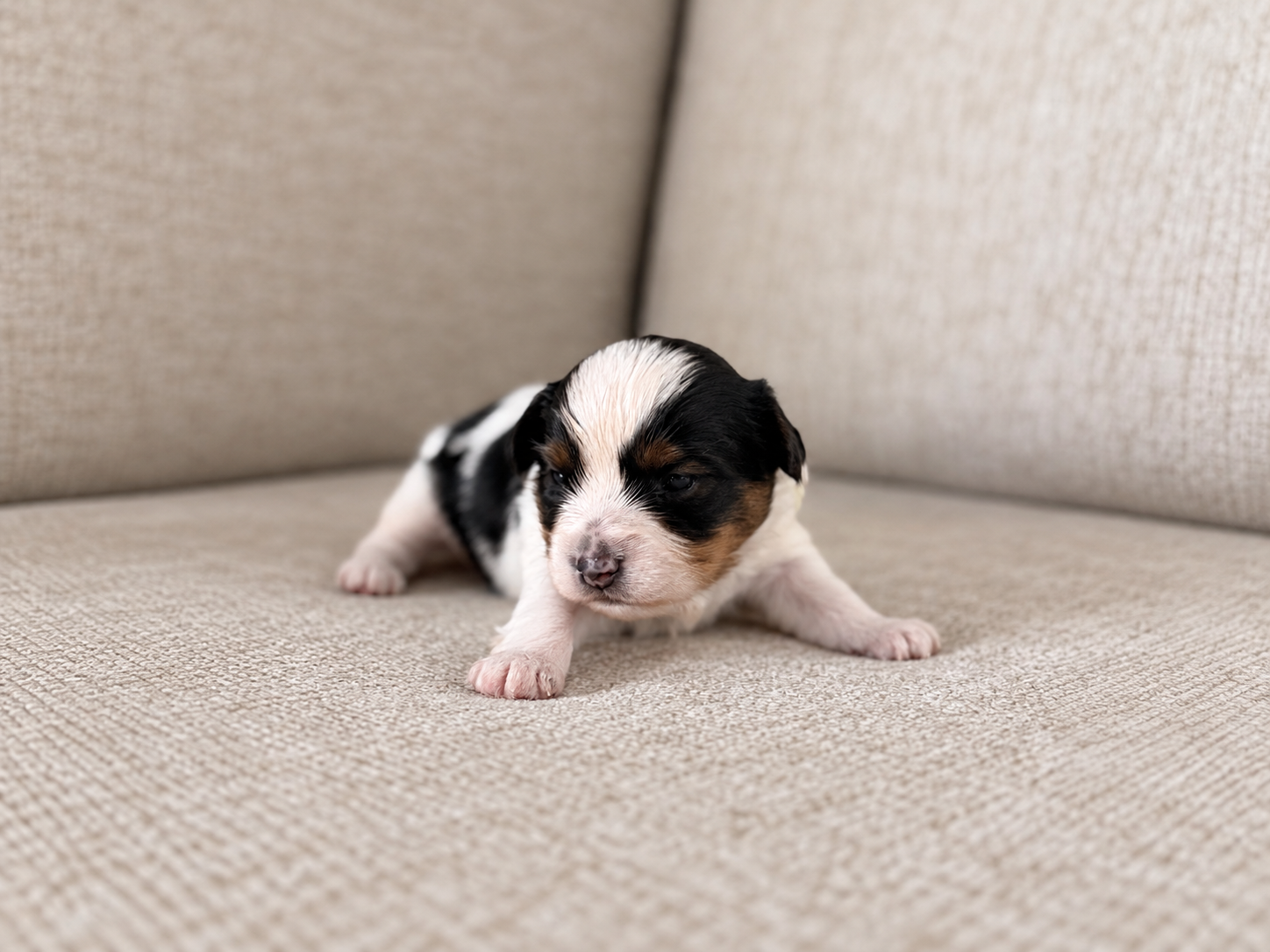 Lucky, black, white & tan parti Yorkshire Terrier puppy — photo 2 of 13