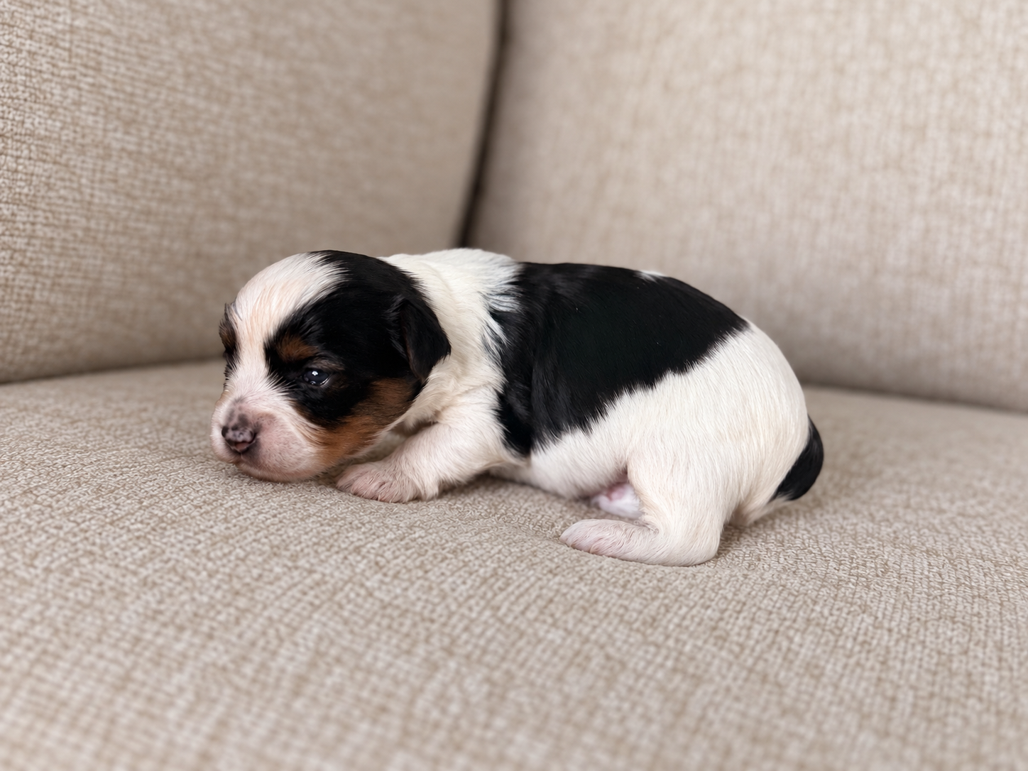 Lucky, black, white & tan parti Yorkshire Terrier puppy — photo 3 of 13
