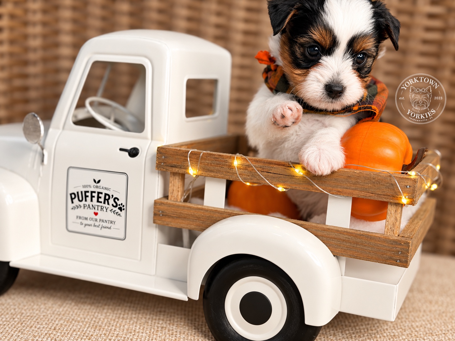 Lucky, black, white & tan parti Yorkshire Terrier puppy — photo 8 of 25