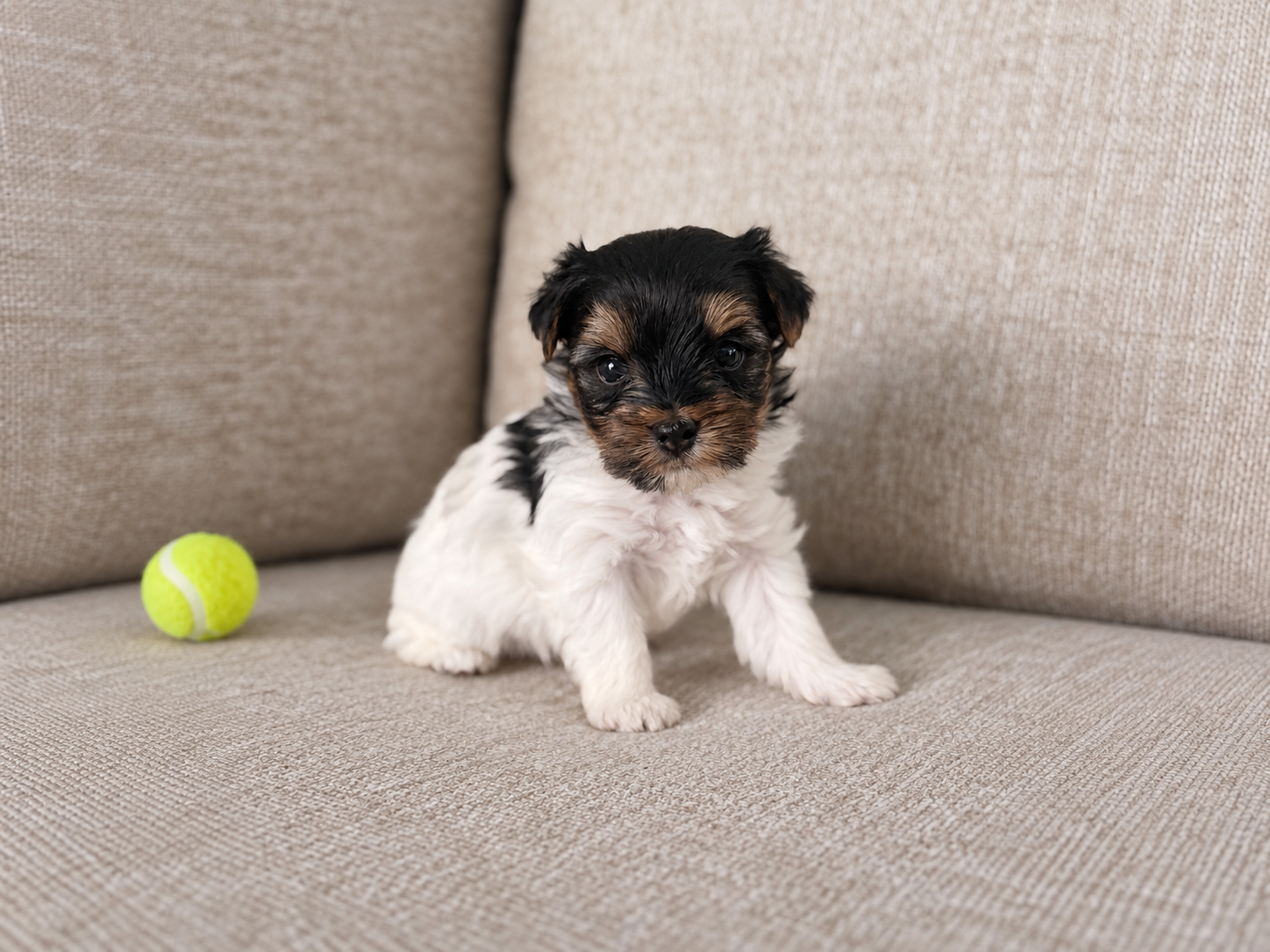 Oogie, black & white parti Yorkshire Terrier puppy — photo 2 of 9