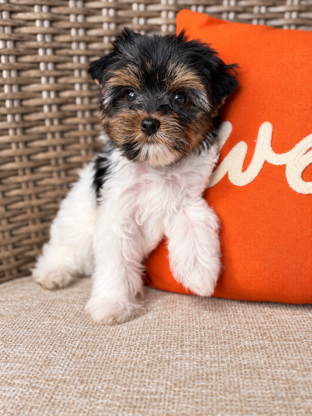 Oogie, black & white parti Yorkshire Terrier puppy — photo 3 of 23