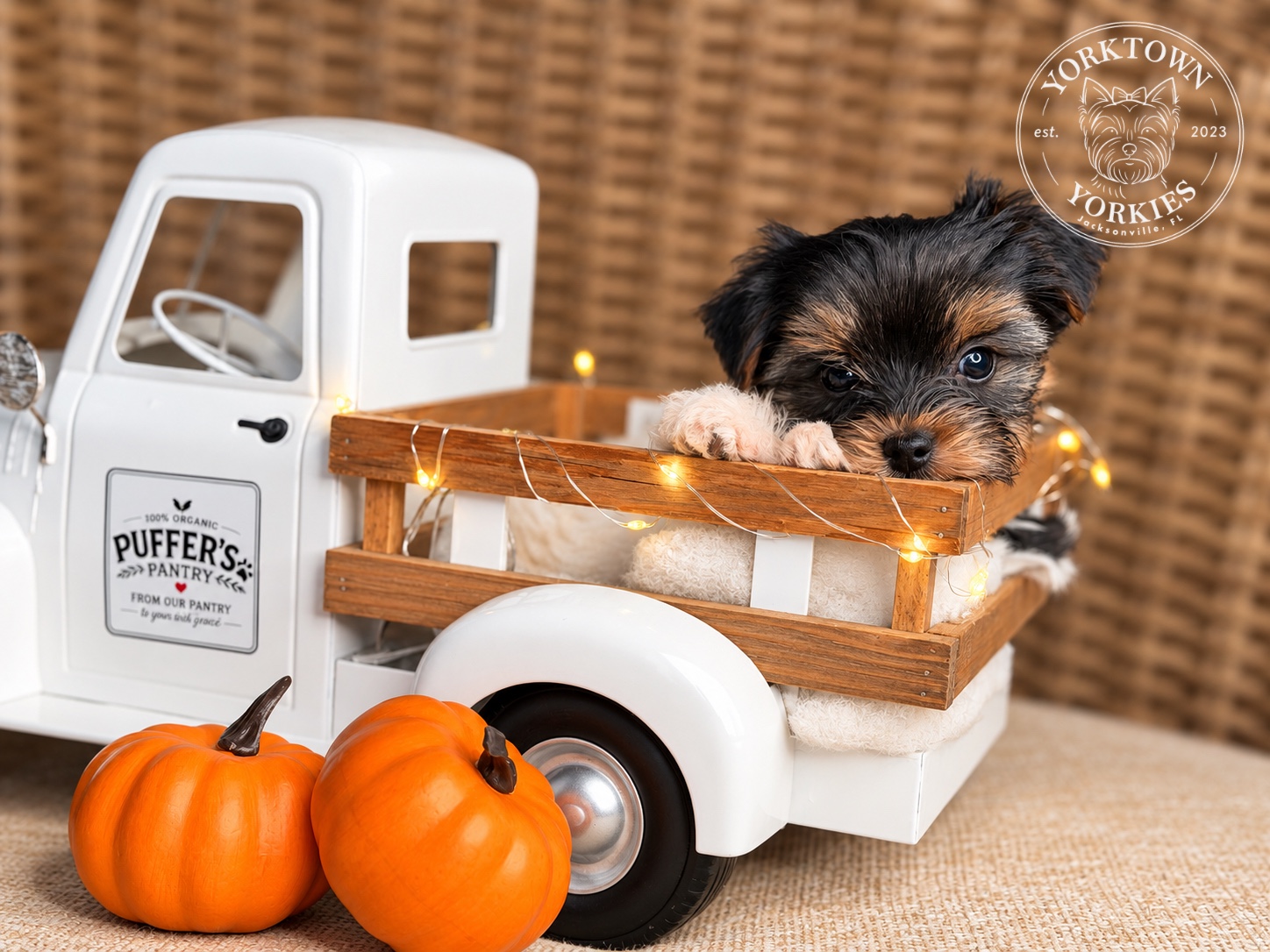 Oogie, black & white parti Yorkshire Terrier puppy — photo 5 of 23
