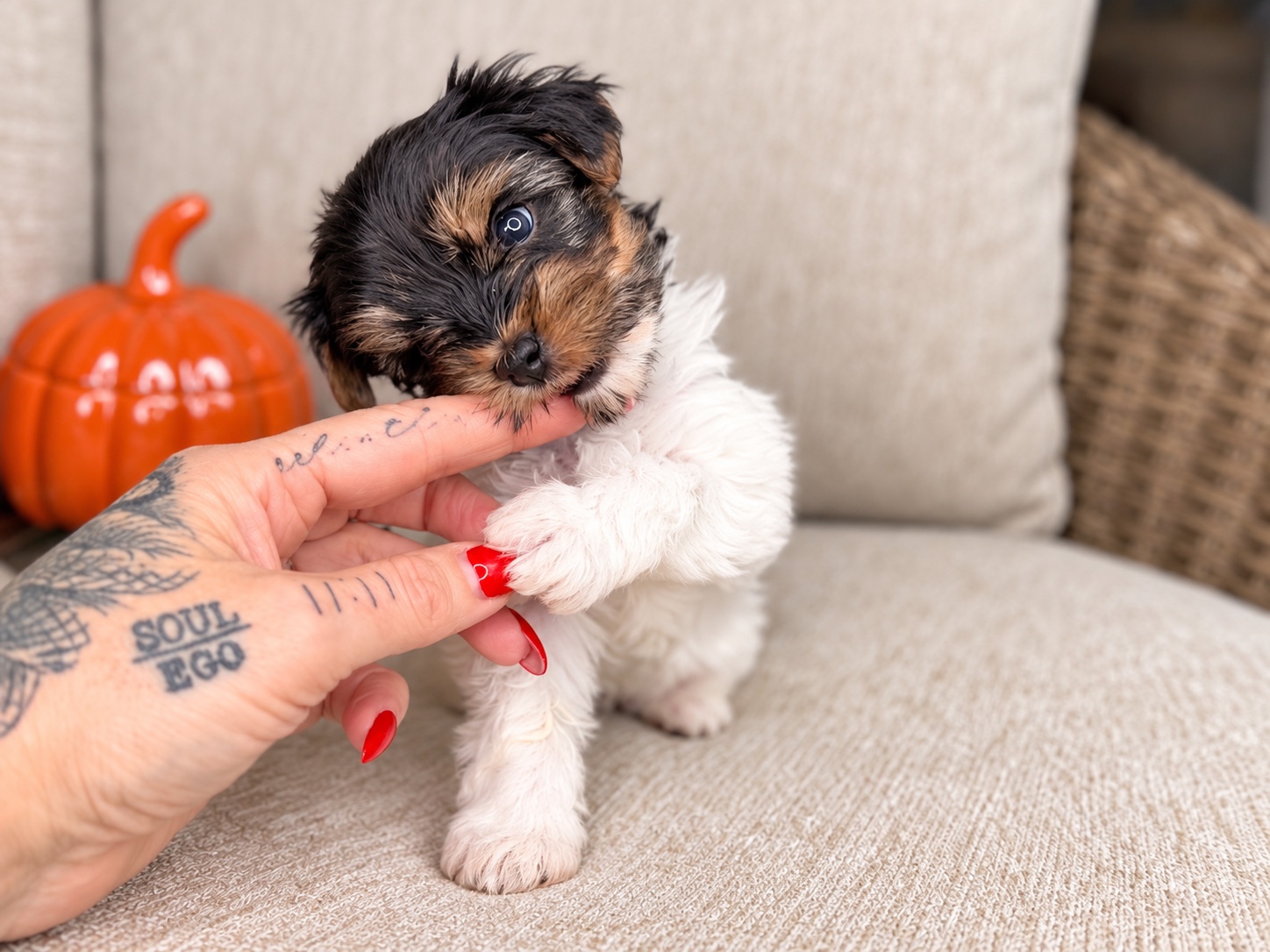 Oogie, black & white parti Yorkshire Terrier puppy — photo 12 of 23