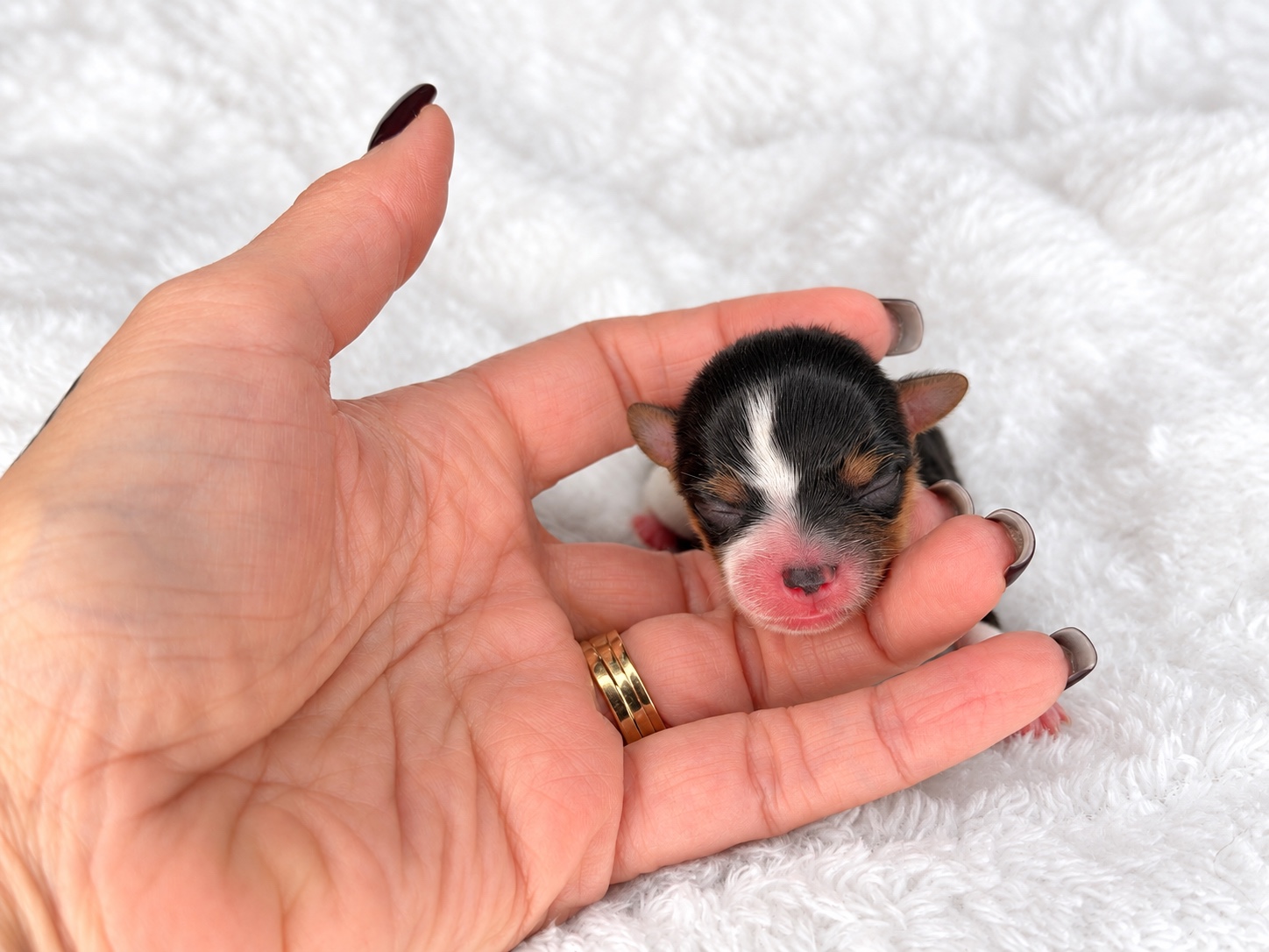 Pebbles, a tricolored parti yorkie Yorkshire Terrier puppy