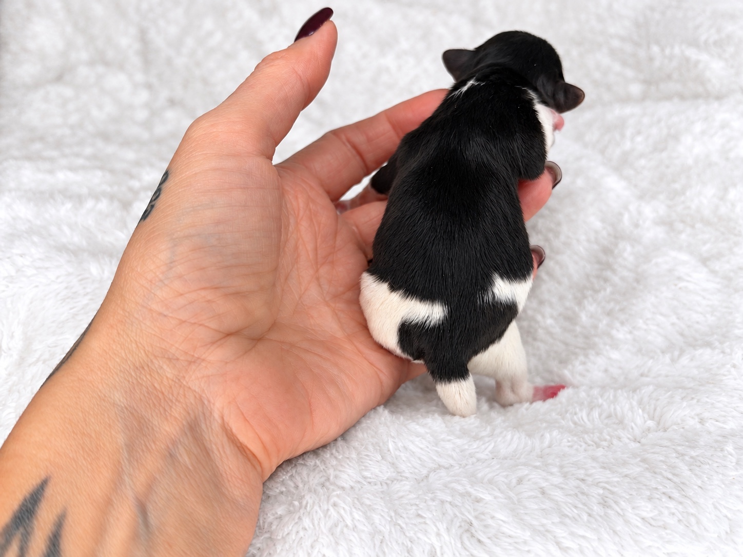 Pebbles, tricolored parti yorkie Yorkshire Terrier puppy — photo 3 of 3