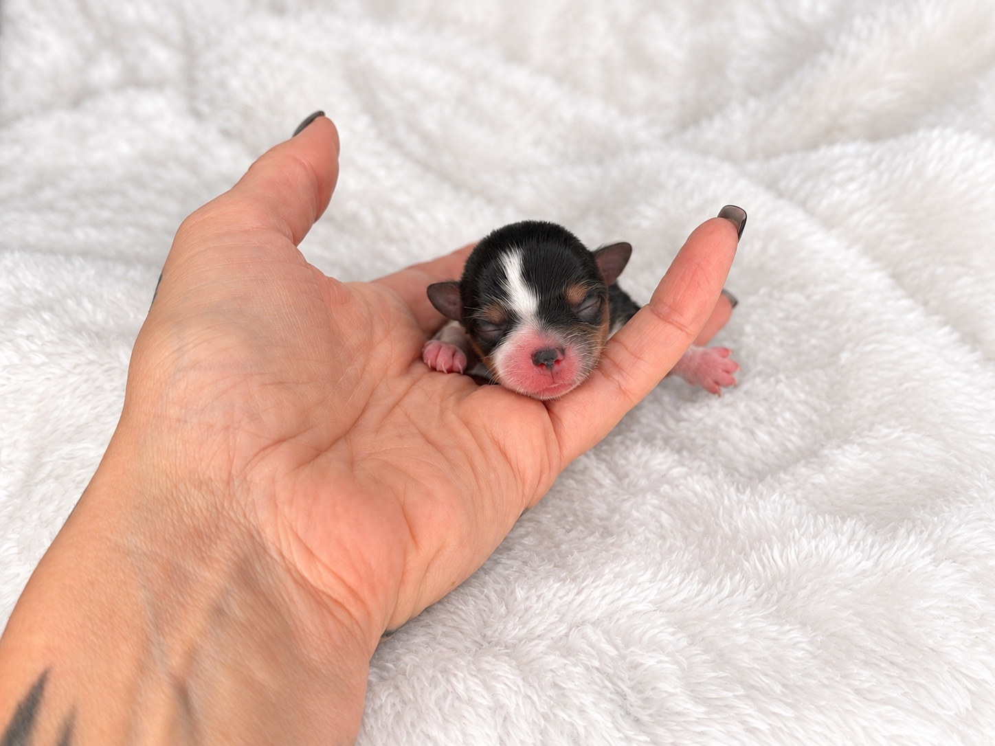Pebbles, tricolored parti yorkie Yorkshire Terrier puppy — photo 2 of 3