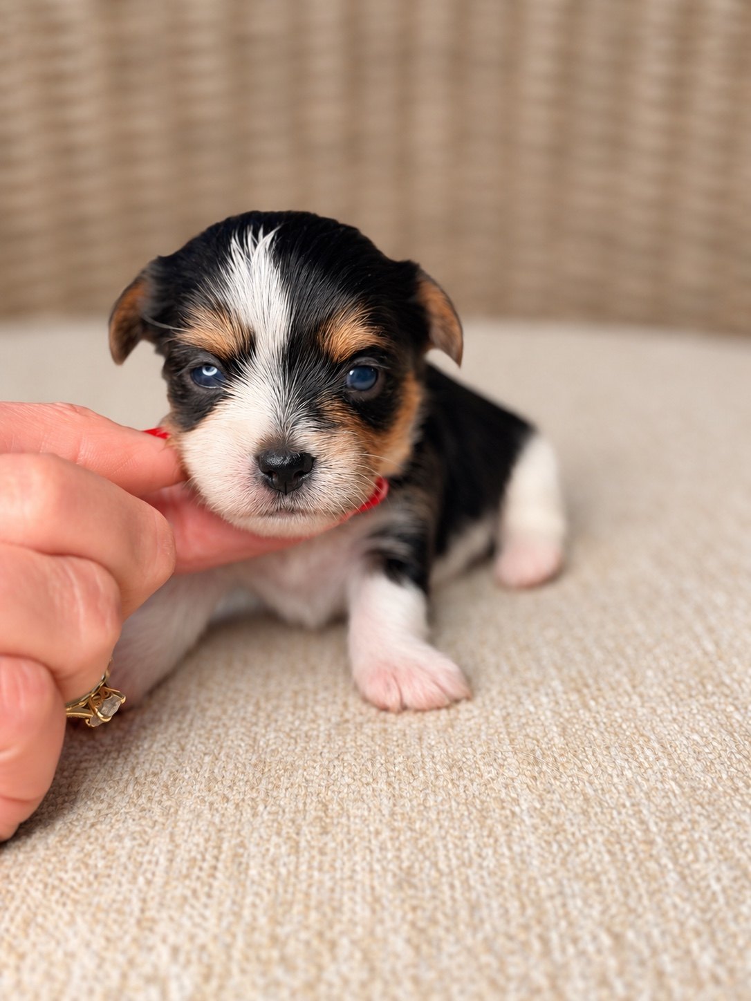 Pebbles, a Tricolored Parti Yorkie raised by Yorktown Yorkies near Jacksonville, Florida