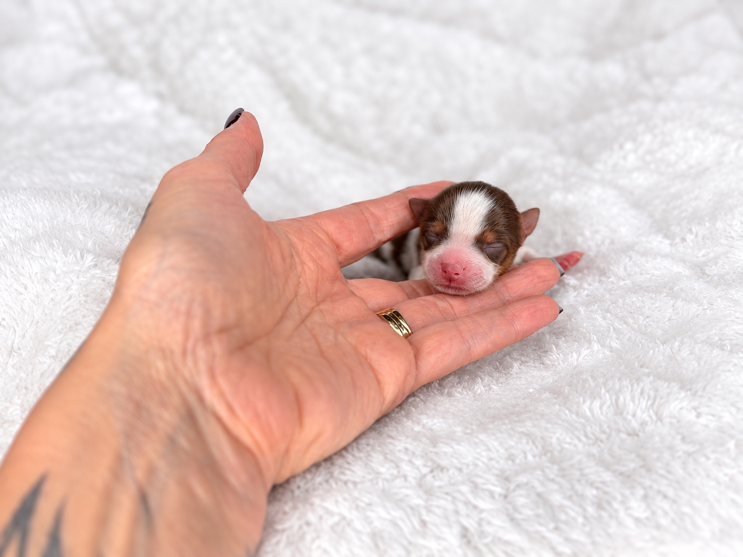 Copeland, a chocolate parti yorkie Yorkshire Terrier puppy