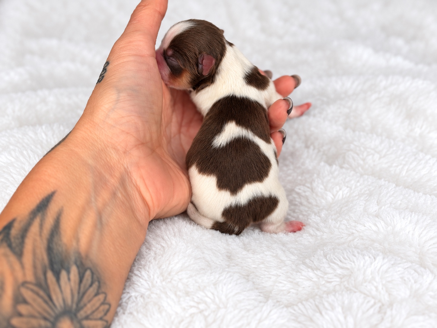 Copeland, chocolate parti yorkie Yorkshire Terrier puppy — photo 2 of 2