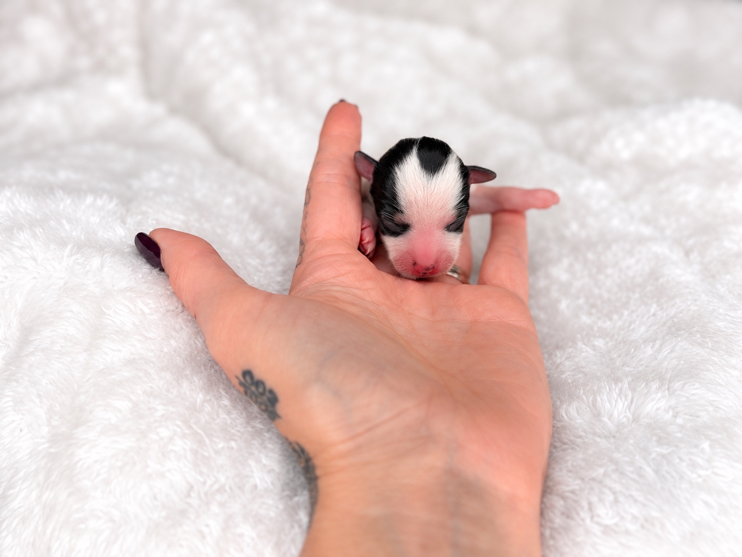 Baby Girl, tricolored parti yorkie Yorkshire Terrier puppy — photo 2 of 3