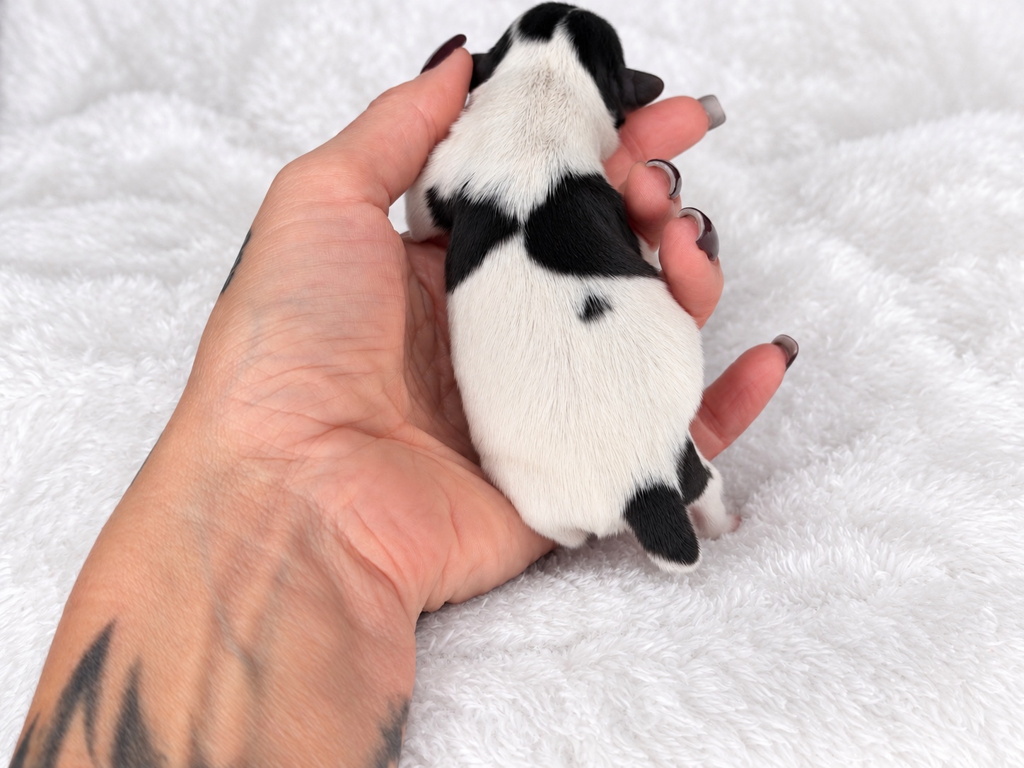 Baby Girl, tricolored parti yorkie Yorkshire Terrier puppy — photo 3 of 3