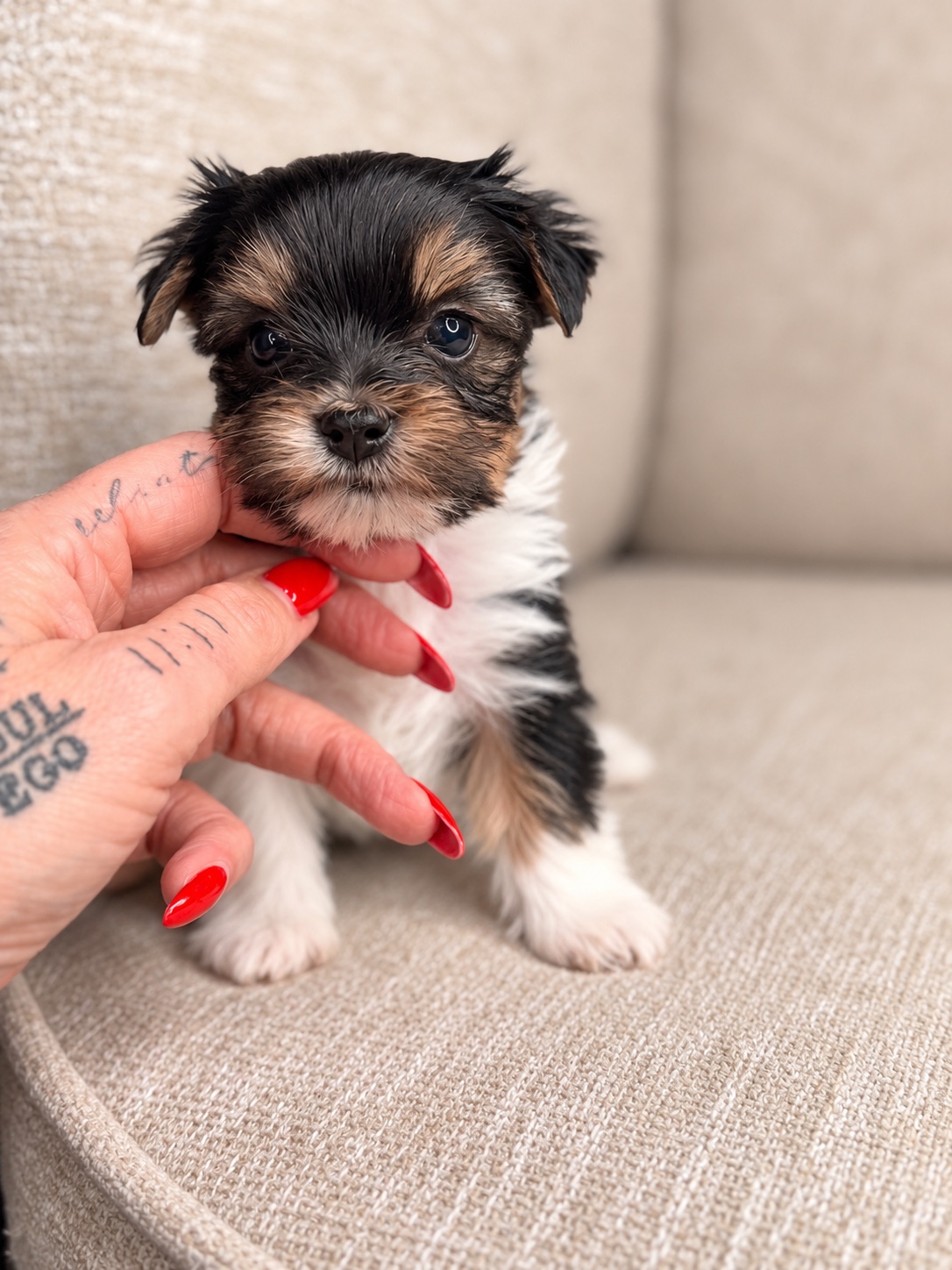 Sabrina, black, white & brown Yorkshire Terrier puppy — photo 14 of 23