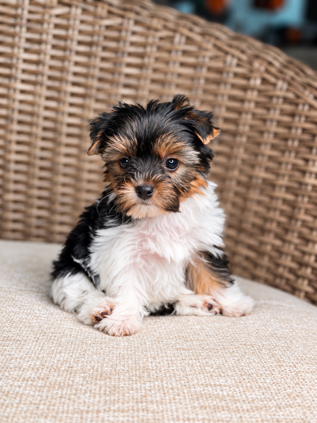 Sabrina, black, white & brown Yorkshire Terrier puppy — photo 6 of 23