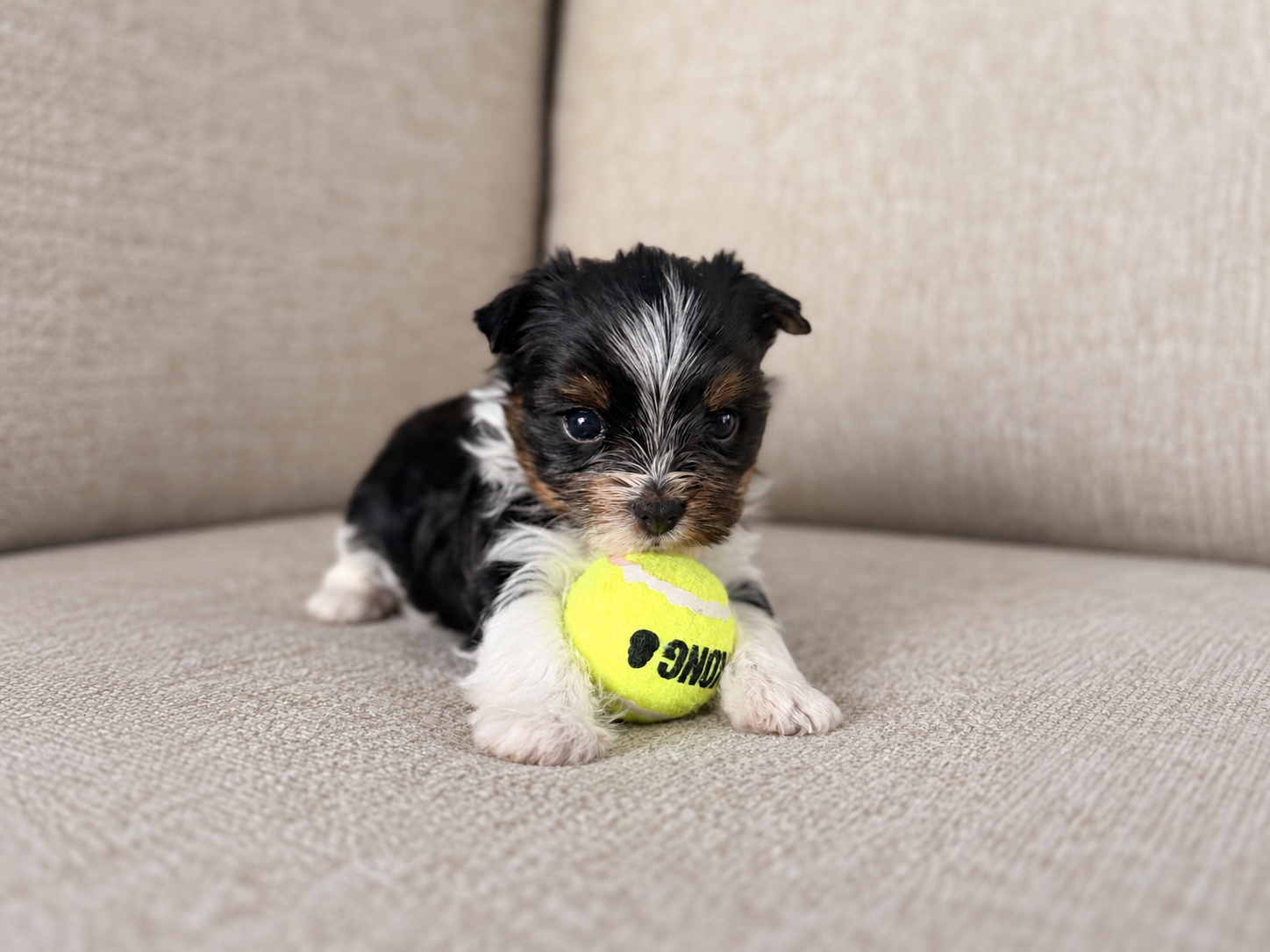 Wednesday, black & white parti Yorkshire Terrier puppy — photo 3 of 9