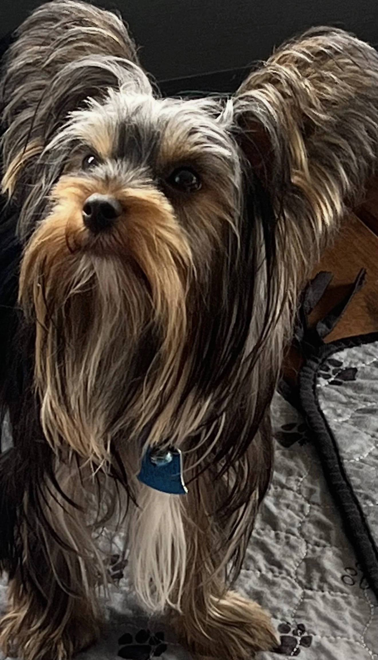 Raven's dad, a Yorkshire Terrier with a long, flowing coat