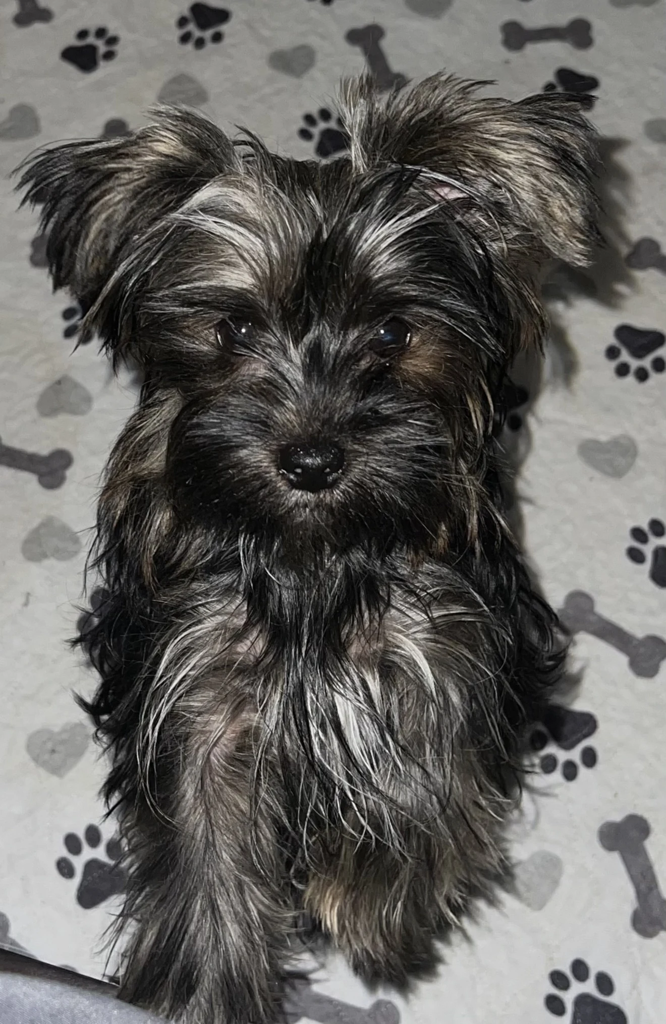 Raven's mom, a black Yorkshire Terrier on a paw-print blanket