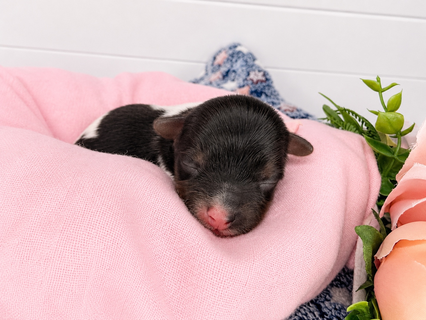 Sabrina, black, white & brown Yorkshire Terrier puppy — photo 8 of 9