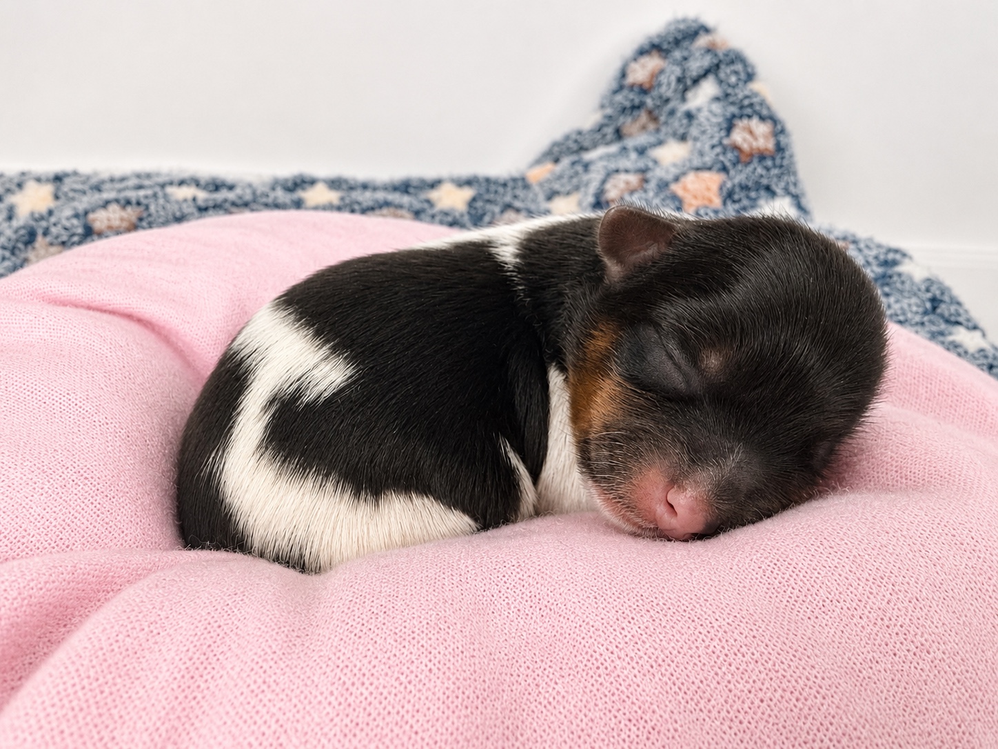 Sabrina, black, white & brown Yorkshire Terrier puppy — photo 9 of 9