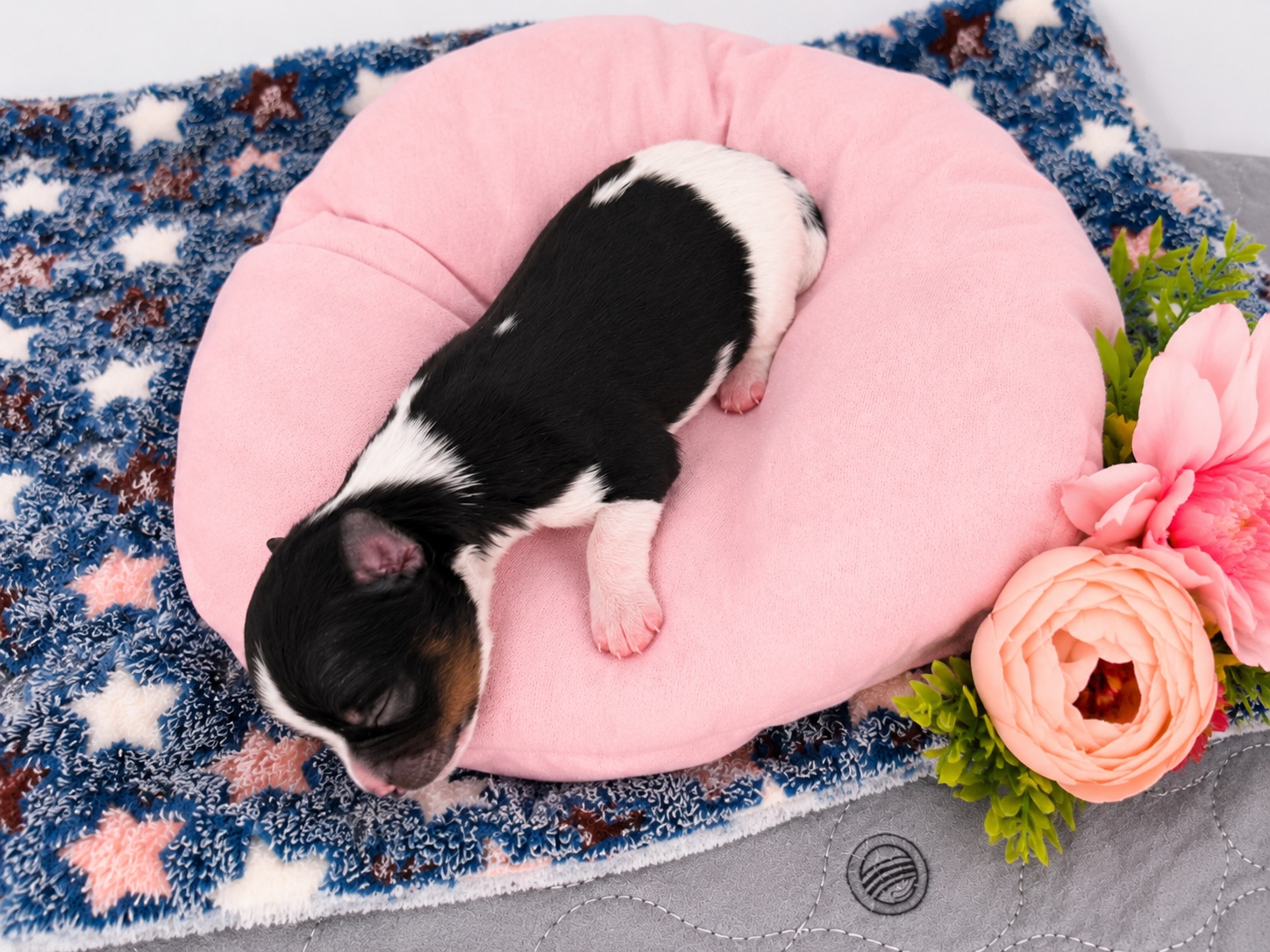 Wednesday, black & white parti Yorkshire Terrier puppy — photo 9 of 9